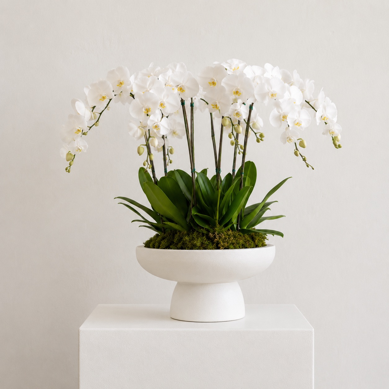 The Orchid