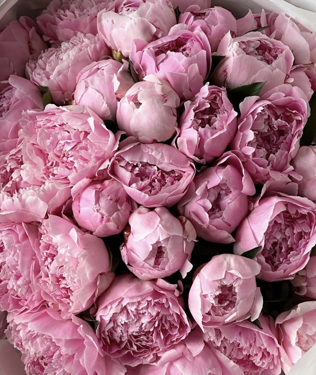 Peonies